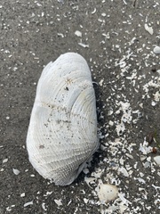 Zirfaea crispata