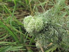 Rhopalomyia saissanica