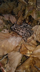 Pelodytes caucasicus