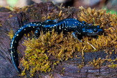 Aneides flavipunctatus