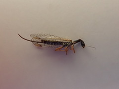 Dichrostigma flavipes