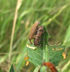 Lixus punctiventris