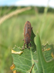 Lixus punctiventris