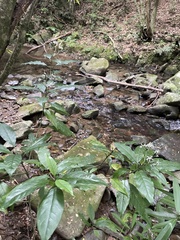 Tarenna gracilipes
