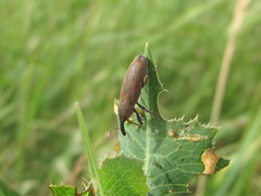 Lixus punctiventris