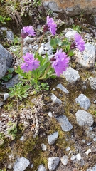 Primula glutinosa
