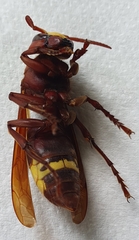 Vespa orientalis