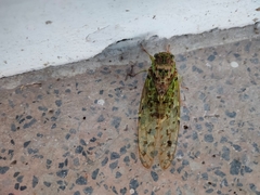 Tanna infuscata