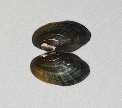 Sagittunio subrostratus