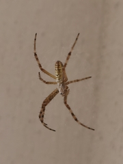 Argiope bruennichi