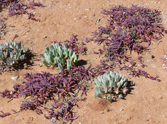 Cephalophyllum pillansii