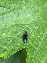 Selatosomus aeneus