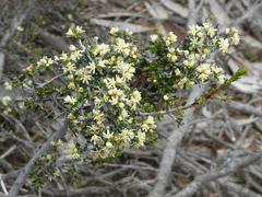 Pseudanthus ovalifolius