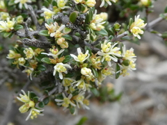 Pseudanthus ovalifolius