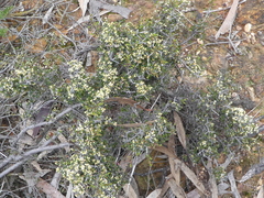 Pseudanthus ovalifolius