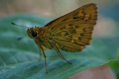 Potanthus flavus