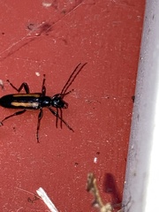 Strangalepta abbreviata