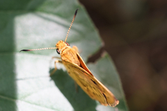 Potanthus flavus