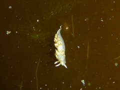 Diaphoreolis flavovulta
