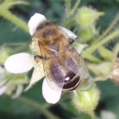 Apis mellifera