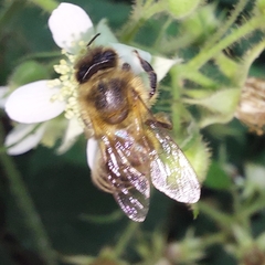 Apis mellifera