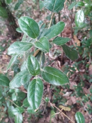 Viburnum tinus