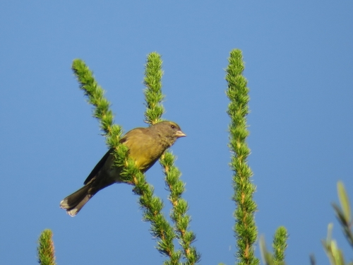 Cape Siskin (Crithagra totta), photo 7