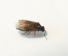 Dicyphus globulifer