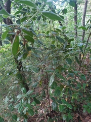 Viburnum tinus