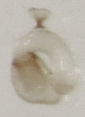 Ptinella taylorae
