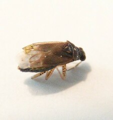 Dicyphus globulifer