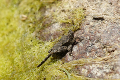 Ergatettix dorsifera