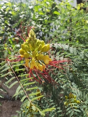 Erythrostemon