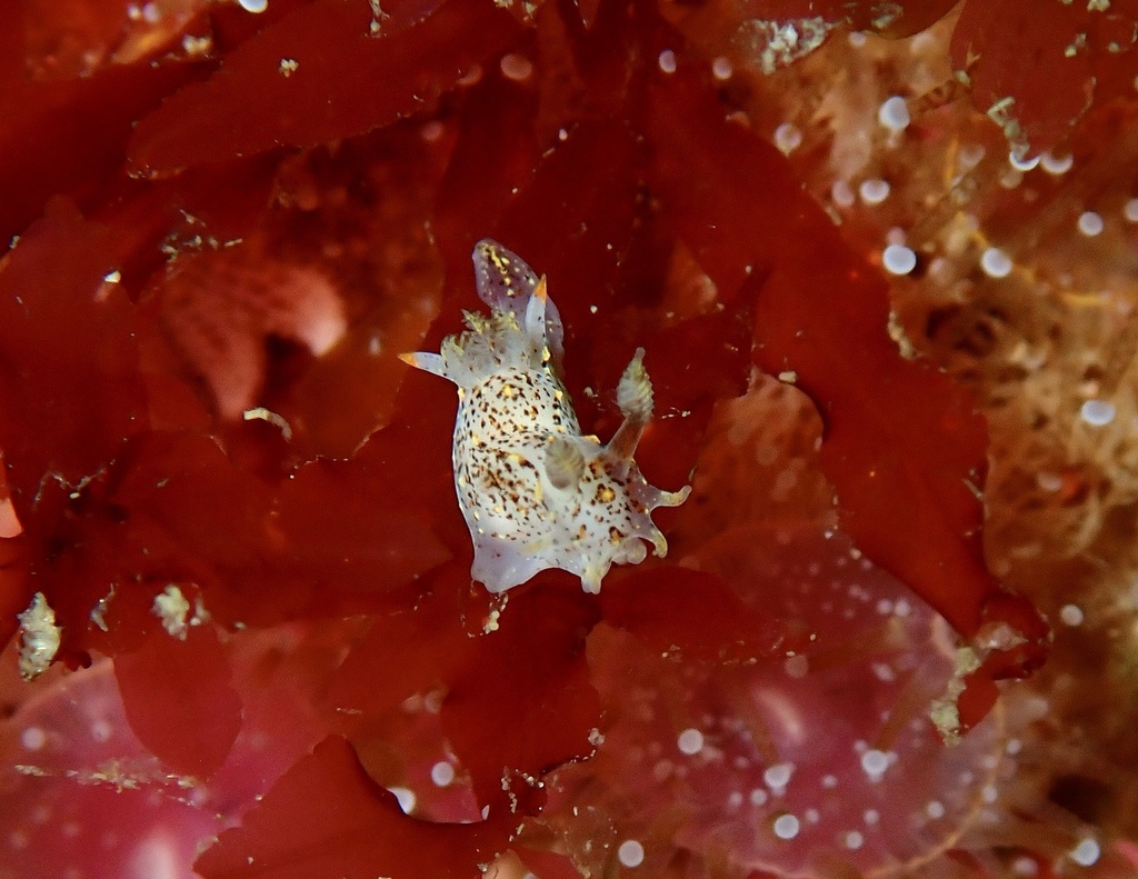Polycera norvegica