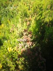 Erica australis