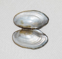 Sagittunio subrostratus