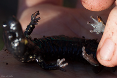 Aneides flavipunctatus