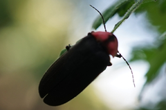 Nipponoluciola cruciata
