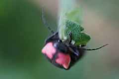 Nipponoluciola cruciata