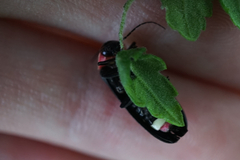 Nipponoluciola cruciata