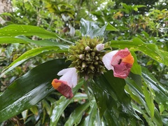 Costus lucanusianus