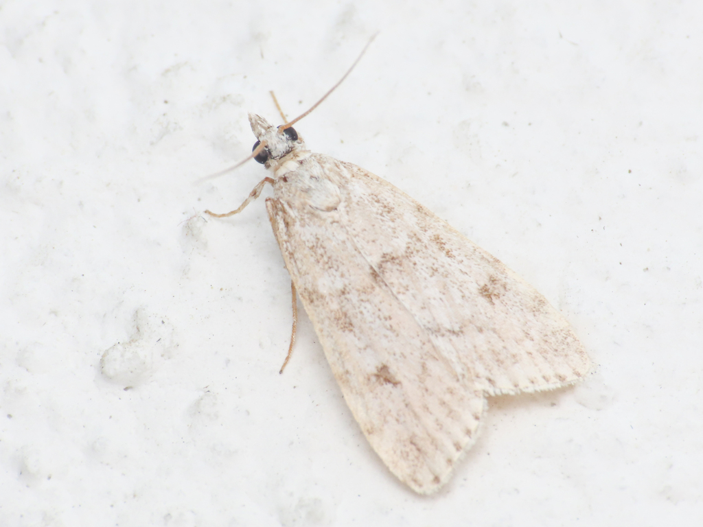 Scoparia italica