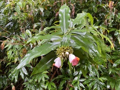 Costus lucanusianus