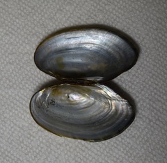 Sagittunio subrostratus