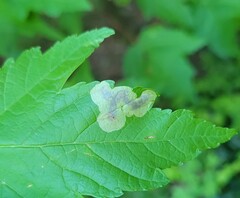 Cameraria saccharella