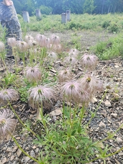 Pulsatilla dahurica