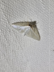 Palpita margaritacea