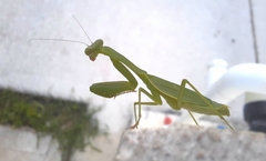 Stagmomantis fraterna