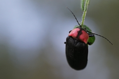 Nipponoluciola cruciata