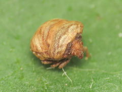 Vilpianus galii